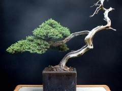 作品赏析苏州拙政园小微盆景展