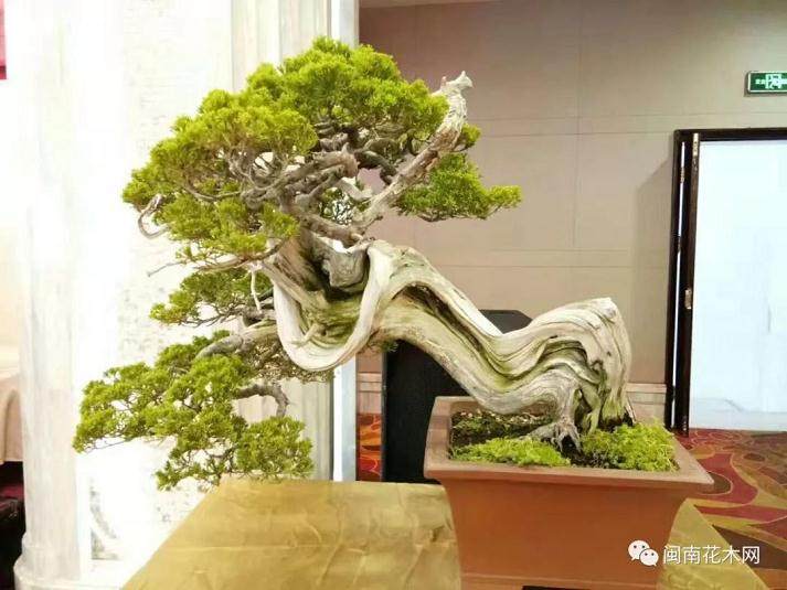 晋江盆景协会第四届理事会换届改选大会