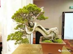 晋江市盆景协会第四届理事会换届改选大会