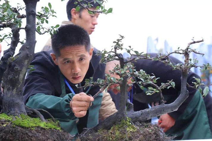 遵义第一届交旅投杯金弹子盆景展开展