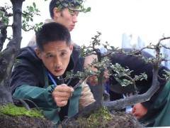 2018年 遵义第1届交旅投杯金弹子盆景展开展