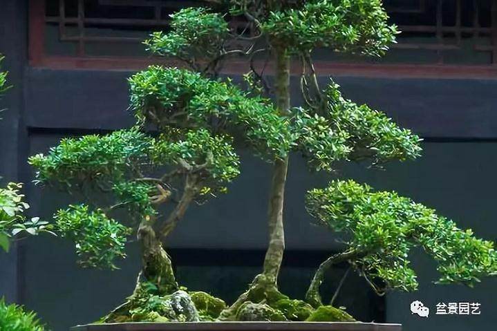 如何做好黄杨盆景的修剪选择?