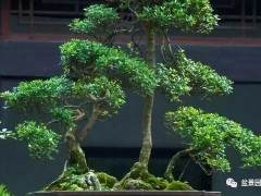 如何做好黄杨老桩盆景的修剪选择