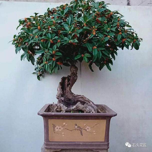 如何嫁接桂花盆景 植株成型速度快?