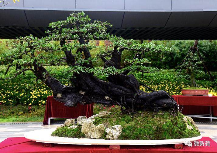 遵义第一届金弹子盆景展今日在新蒲新区开幕