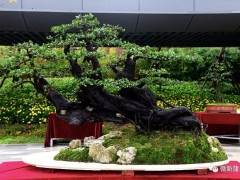 遵义第一届金弹子盆景展今日在新蒲新区开幕