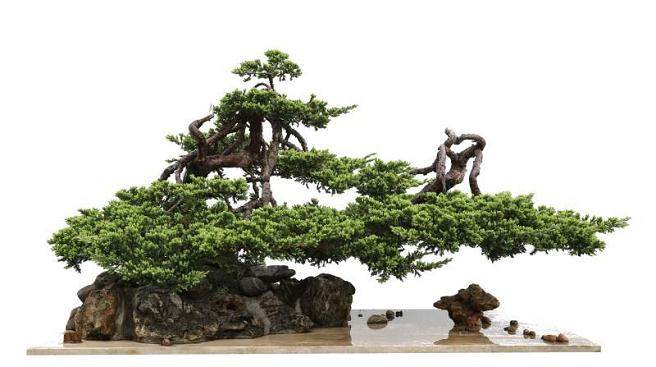 六安盆景艺术协会成立