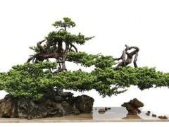 六安盆景艺术爱好者近60人济济一堂