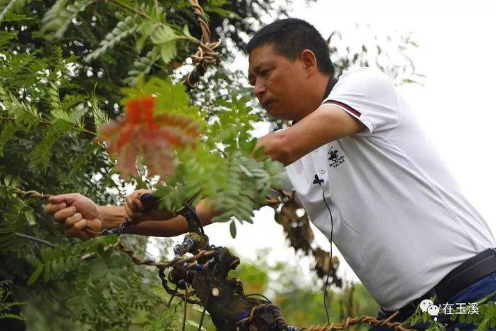 云南首个大型清香树盆景园