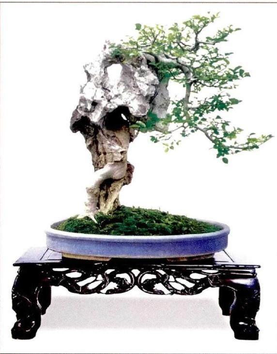 附石式盆景是盆景艺术爱好者的一种艺术表现方式