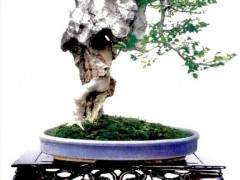 附石式盆景是盆景艺术爱好者的一种艺术表现方式