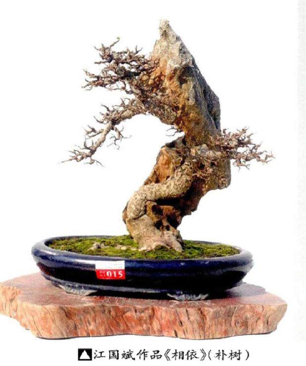 附石式盆景的石材与树种选择