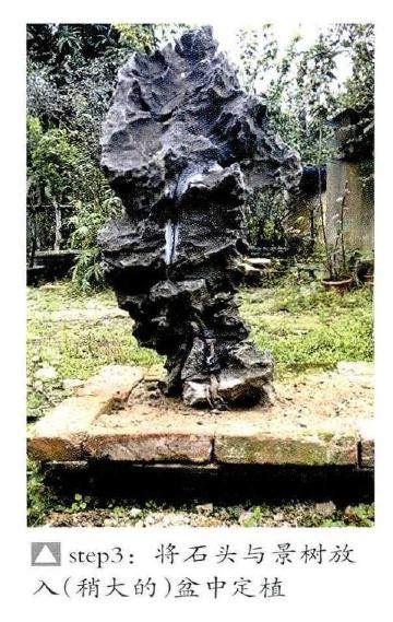 制作附石盆景时 树与石比例怎么做最好