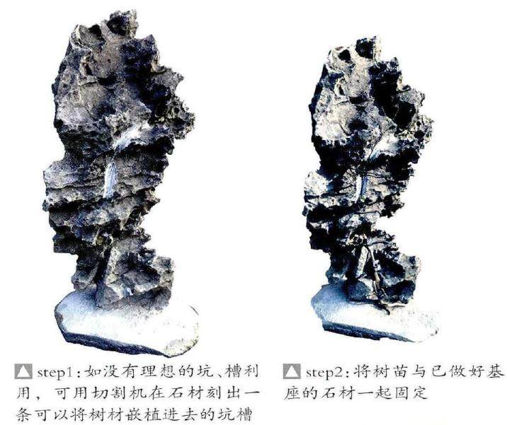 制作附石盆景时 树与石比例怎么做最好?