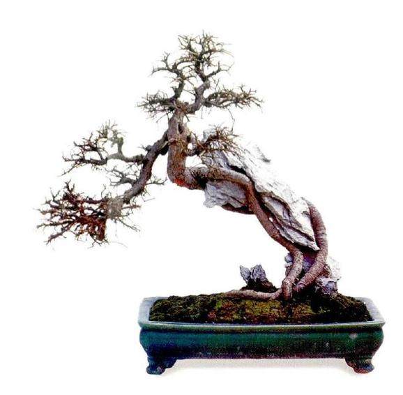 附石盆景附石盆景在宋元时候的画作中出现