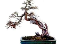 附石盆景附石盆景在宋元时候的画作中出现