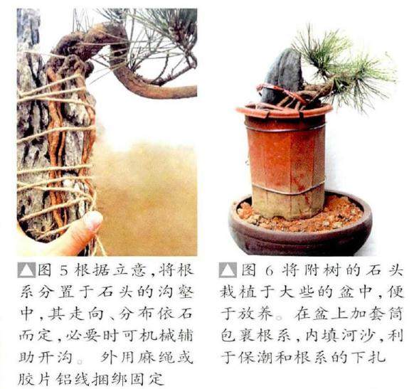 制作附石盆景的方法 - 根附石与干附石