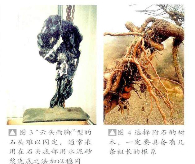 制作附石盆景的方法 - 根附石与干附石