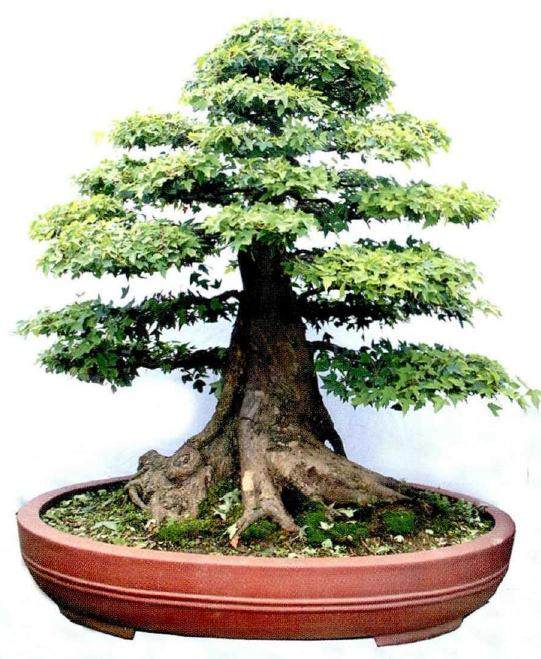 河南盆景协会豫东南委员会主任吴耀明