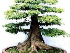 河南省盆景协会豫东南委员会主任吴耀明