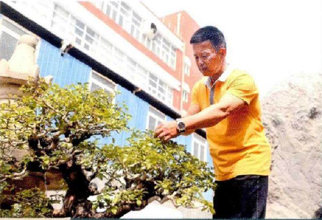 厦门闽派盆景的后起之秀  柯成昆