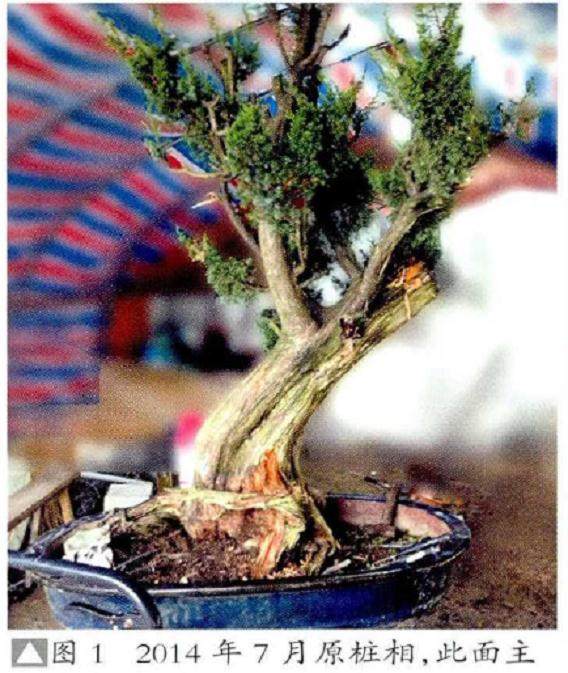 图解 真柏盆景《缘》怎么制作的17个过程