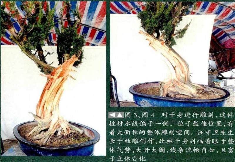 图解 真柏盆景《缘》怎么制作的17个过程