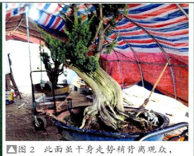 图解 真柏盆景《缘》怎么制作的17个过程