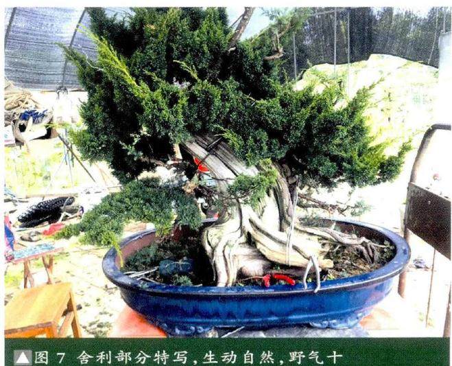 图解 真柏盆景《缘》怎么制作的17个过程