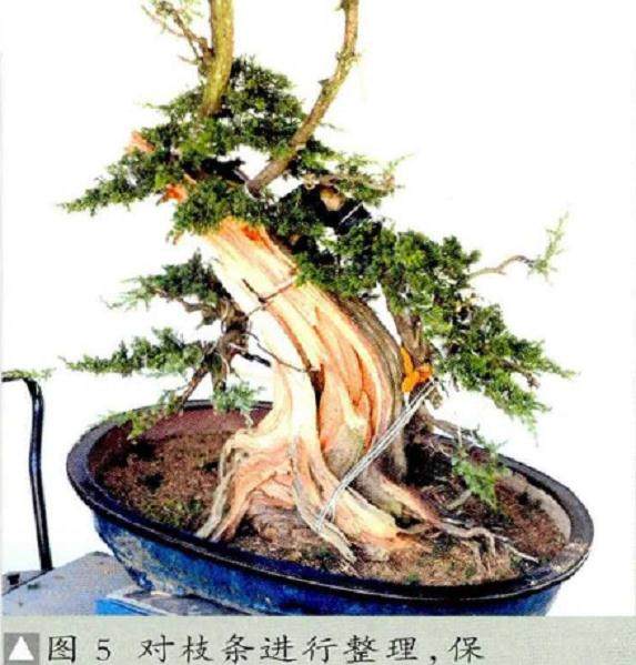 图解 真柏盆景《缘》怎么制作的17个过程