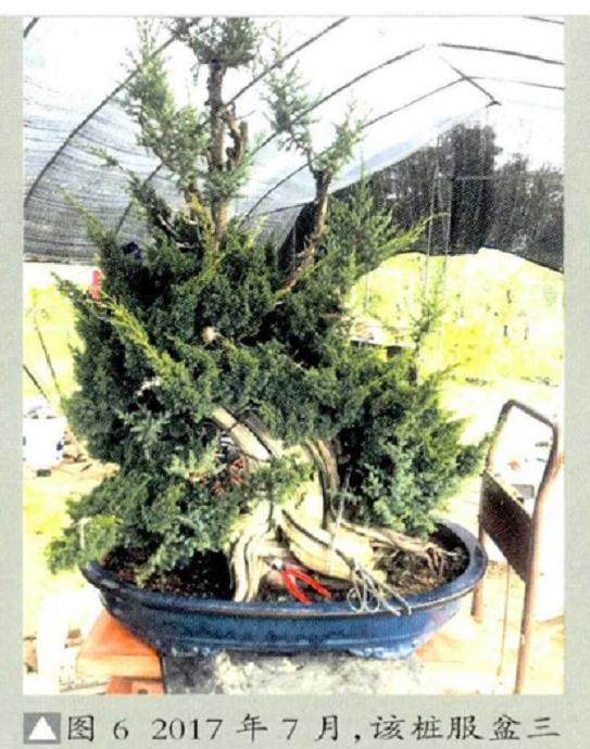 图解 真柏盆景《缘》怎么制作的17个过程