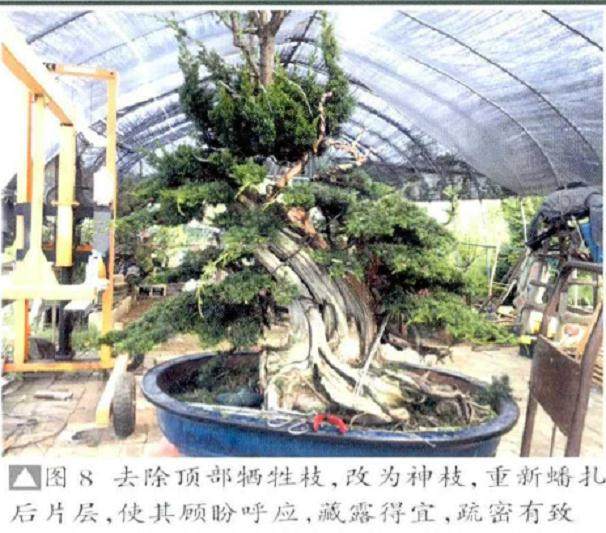 图解 真柏盆景《缘》怎么制作的17个过程