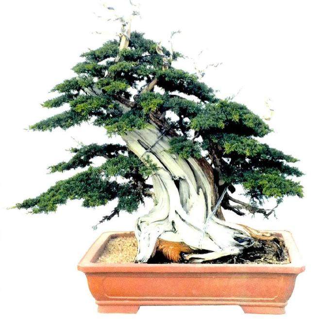 图解 真柏盆景《缘》怎么制作的17个过程