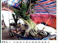 图解 真柏盆景《缘》怎么制作的17个过程