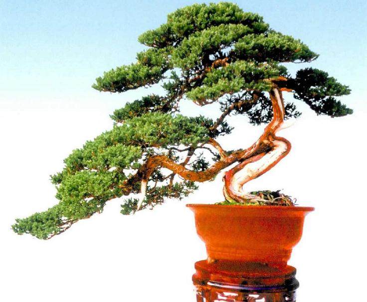 我是如何用截干蓄枝的盆景创作技术来获奖的?