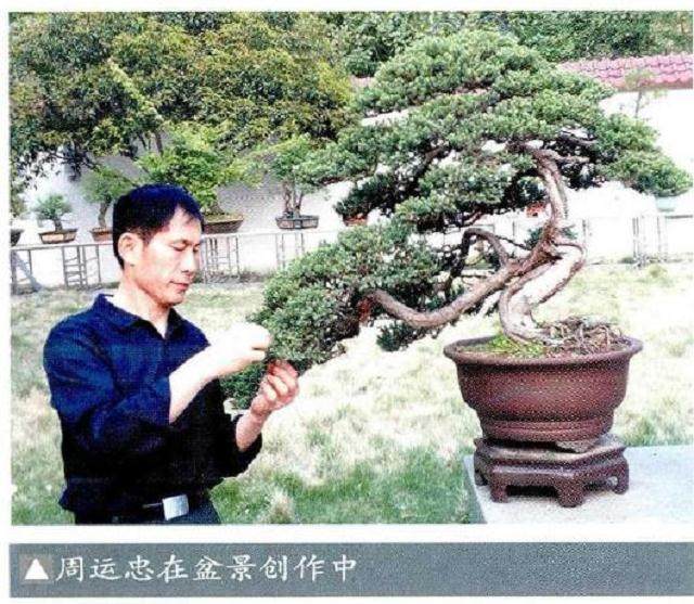 如何用截干蓄枝的盆景创作技术来获奖?