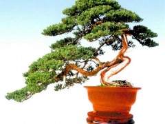 我是如何用截干蓄枝的盆景创作技术来获奖的？