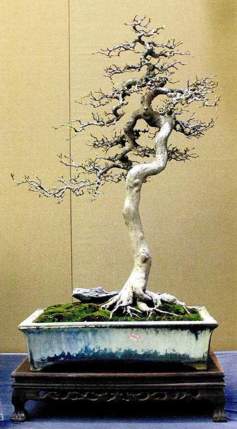 运用岭南盆景蓄枝截干的手法 则枝干曲折而不显夸张