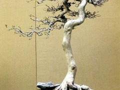 运用岭南盆景蓄枝截干的手法 则枝干曲折而不显夸张