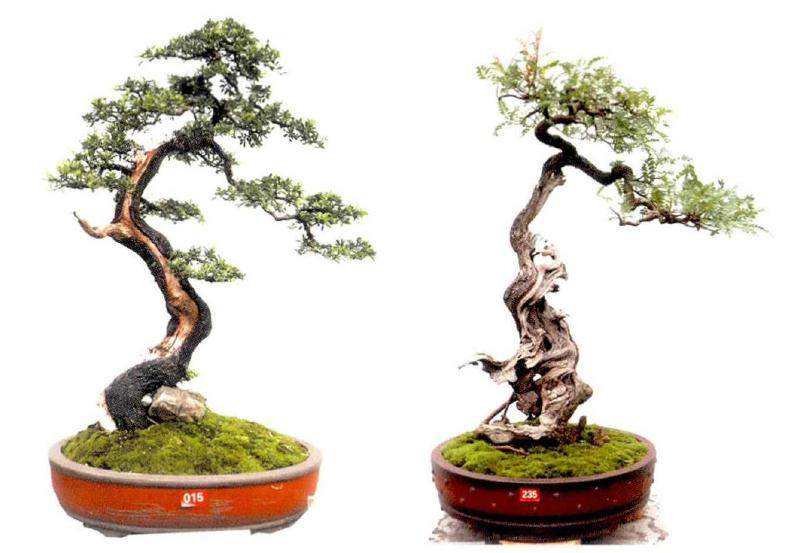 2018年 第八届云南盆景艺术展定是个收获的好季节