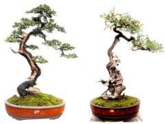 2018年 第八届云南省盆景艺术展定是个收获的好季节