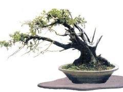 我玩盆景不在意品种的名贵与否 也不去追求大老粗