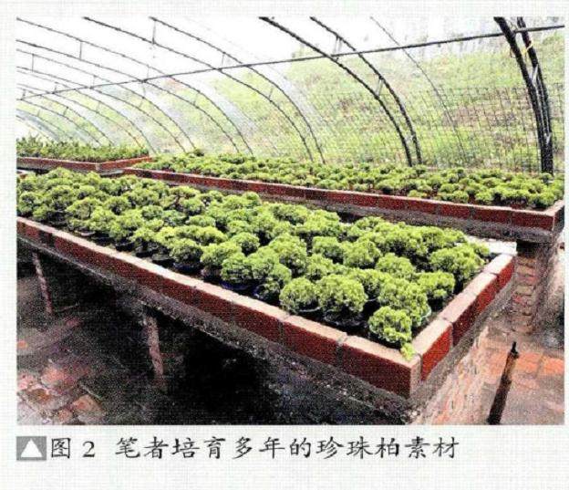 图解 怎么制作山水盆景的6个步骤