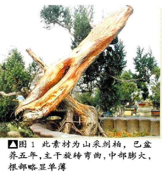 图解 如何将山采刺柏制作成舍利干盆景