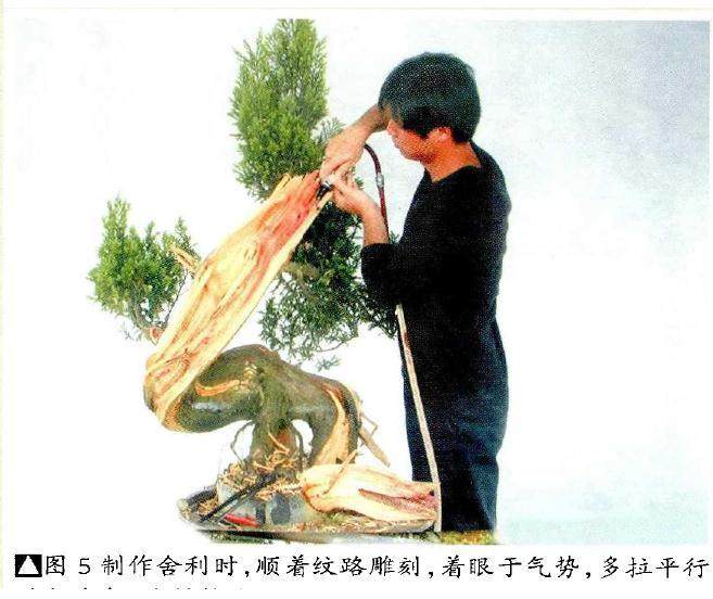 图解 如何将山采刺柏制作成舍利干盆景