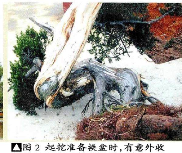 图解 如何将山采刺柏制作成舍利干盆景