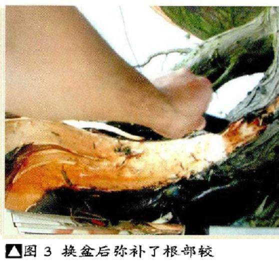 图解 如何将山采刺柏制作成舍利干盆景