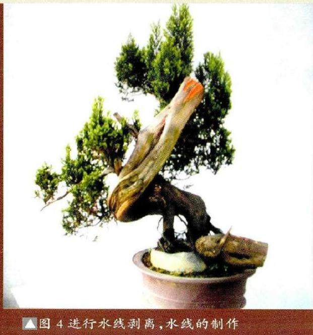 图解 如何将山采刺柏制作成舍利干盆景