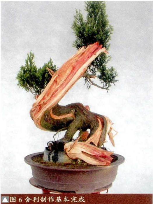图解 如何将山采刺柏制作成舍利干盆景