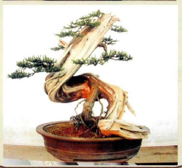 图解 如何将山采刺柏制作成舍利干盆景